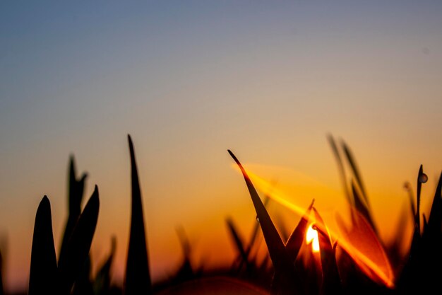 O brilho do sol da gota de orvalho que atingiu a lente da câmera e silhuetas de folhas de trigo