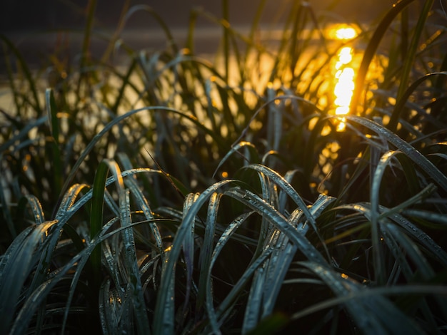 Foto o brilho noturno do sol na grama escura