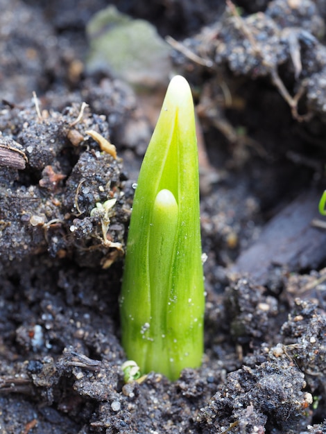 O broto brota no chão no início da primavera