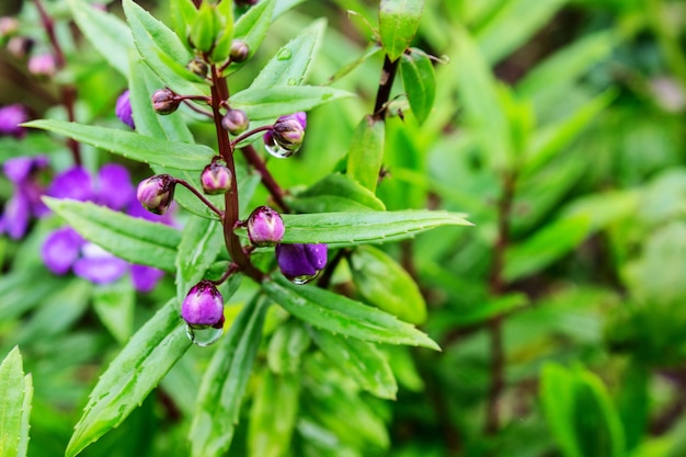 O bud of angelonia