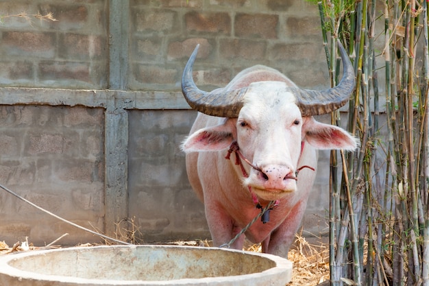 O búfalo albino