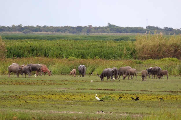 O búfalo de água vive em um pântano, fundo da natureza.