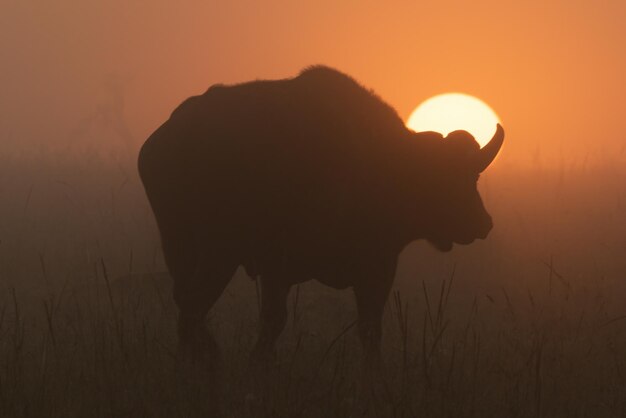 Foto o búfalo do cabo se ergue em silhueta contra o nascer do sol nebuloso