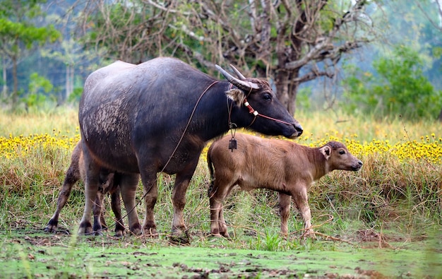 O búfalo e o filho estão no campo.