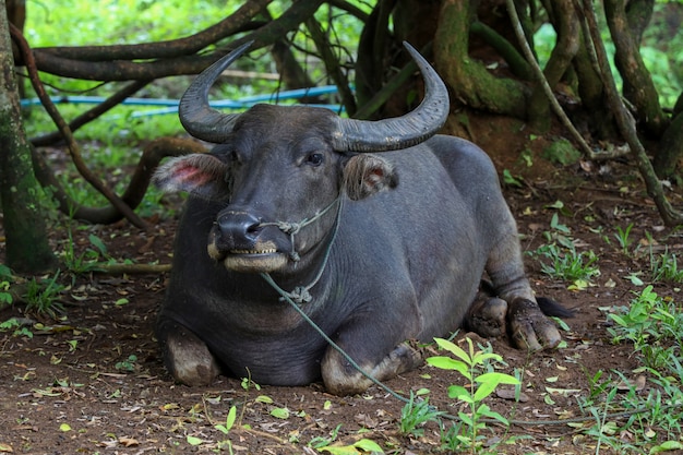 O búfalo está descansando sob uma árvore no jardim na Tailândia
