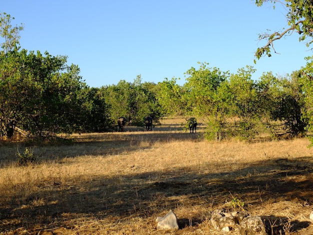 O búfalo no safári no parque nacional de chobe botswana áfrica