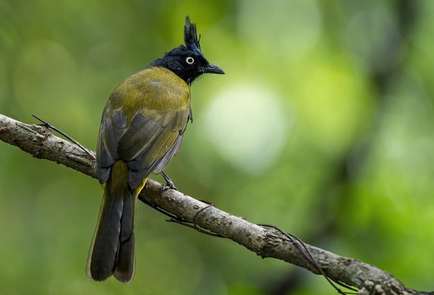 O bulbul Blackcrested empoleirado no galho de árvore Tailândia