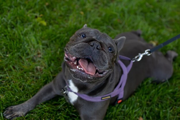 O buldogue francês abriu a boca e olha para cima respirando pesadamente espera o dono assim que ele come