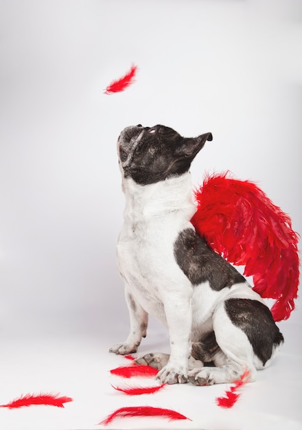 O buldogue francês bonito que senta-se no perfil na câmera que olha como uma pena cai no fundo branco com as penas vermelhas da pena do vermelho na parte traseira e as penas na terra.