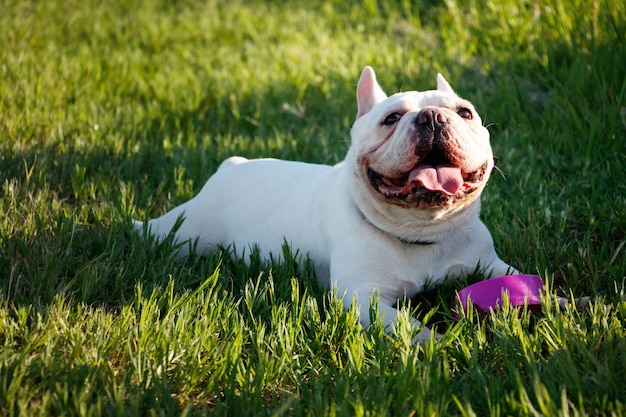 O buldogue francês com faces do smiley estabelece na grama. feliz, cão, retrato