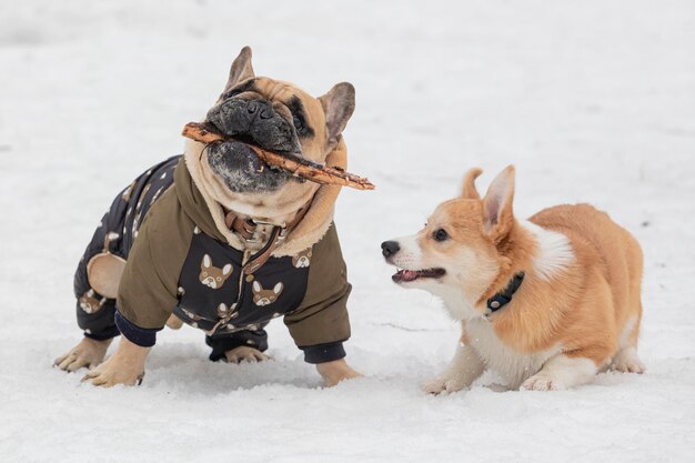 O bulldog francês é uma raça francesa de cão de companhia ou cão de brinquedo