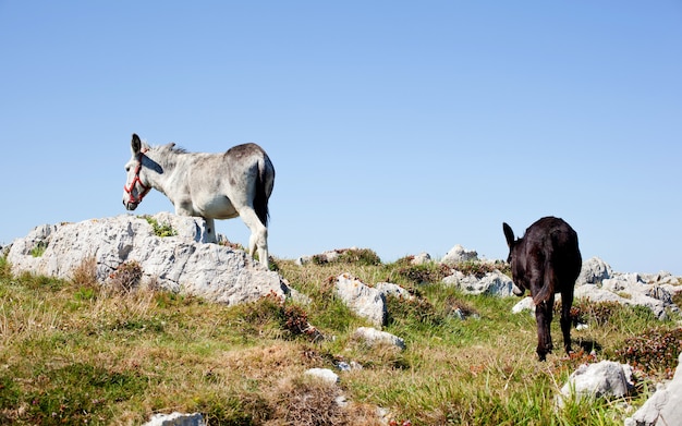 O burro ao lado da igreja