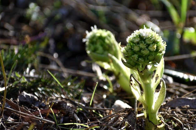 O butterbur branco as primeiras flores da primavera Butterbur albus na floresta em um ambiente úmido ao longo de cursos de água na França Europa