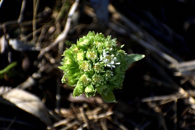 O butterbur branco as primeiras flores da primavera Butterbur albus na floresta em um ambiente úmido ao longo dos cursos de água Na França Europa Vista superior da flor