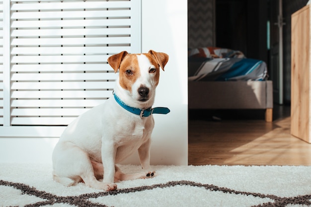 O cabo jack russell é branco e marrom. filmado no interior de uma casa