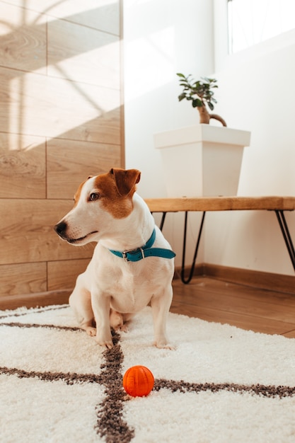 Foto o cabo jack russell é branco e marrom. filmado no interior de uma casa