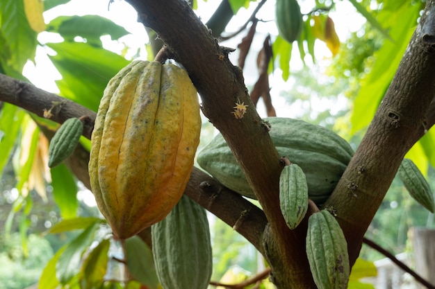 Foto o cacau fresco cresce na árvore. vagens de cacau orgânico na natureza. theobroma cacao.