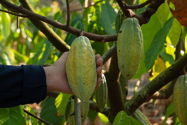 Foto o cacau fresco cresce na árvore. vagens de cacau orgânico na natureza. theobroma cacao.