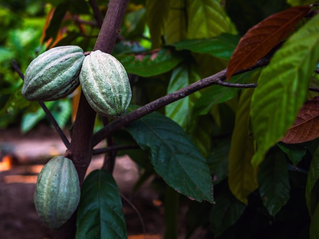 Foto o cacaueiro cacau orgânico verde theobroma cacau com frutas cacau verde cru