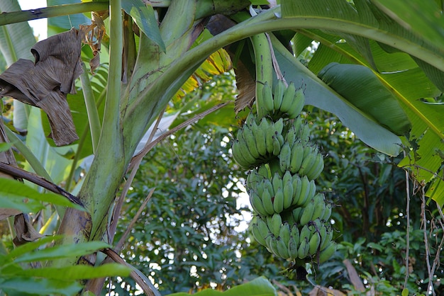 Foto o cacho de bananas verdes no jardim. plantação agrícola.