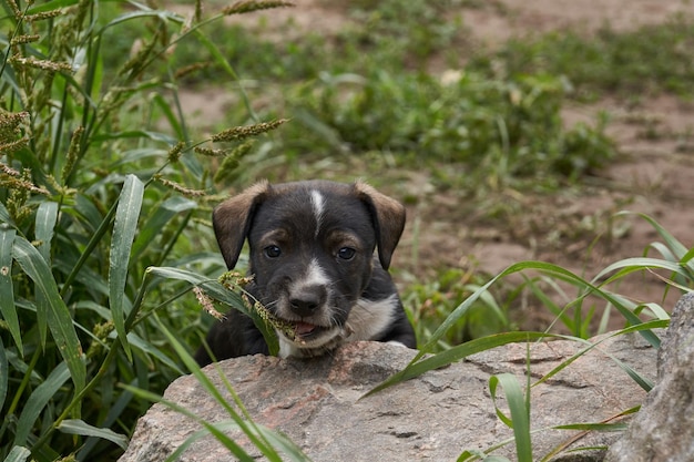 O cachorrinho caminha no pátio da casa e se aquece sob os raios do sol de outono.