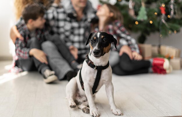 O cachorrinho de Natal Jack Russell Terrier senta-se no chão ao fundo da família e uma árvore de Natal Ano novo e conceito de animal de estimação Foto de alta qualidade