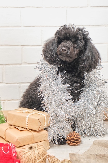 O cachorrinho de um poodle com presentes de ano novo contra um fundo de parede de tijolos brancos