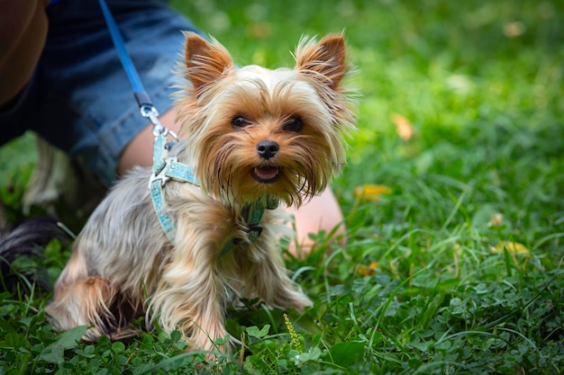 O cachorrinho engraçado de Yorkshire terrier está jogando na grama.