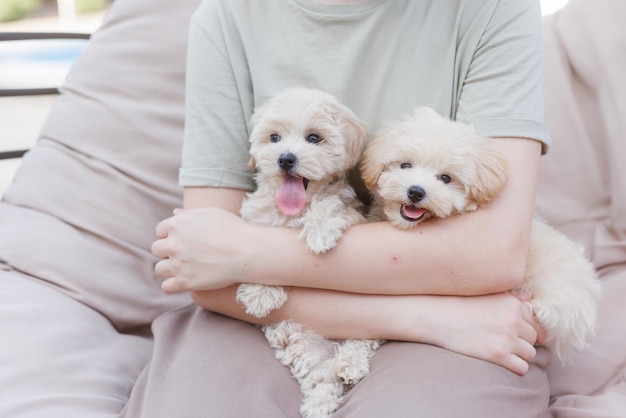 O cachorrinho Maltipoo engraçado está descansando em um interior moderno