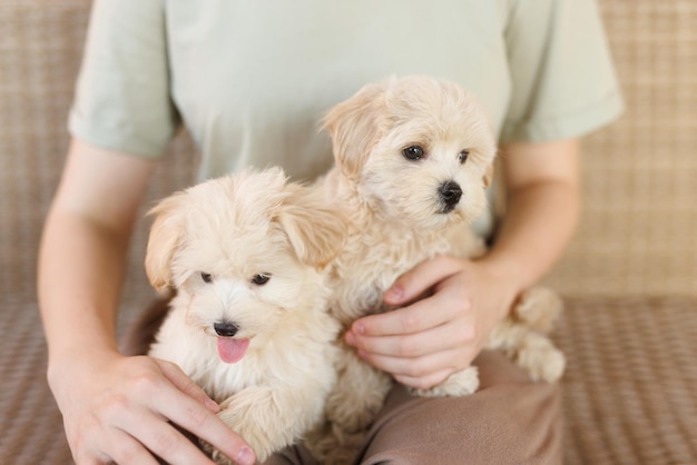 Foto o cachorrinho maltipoo engraçado está descansando em um interior moderno