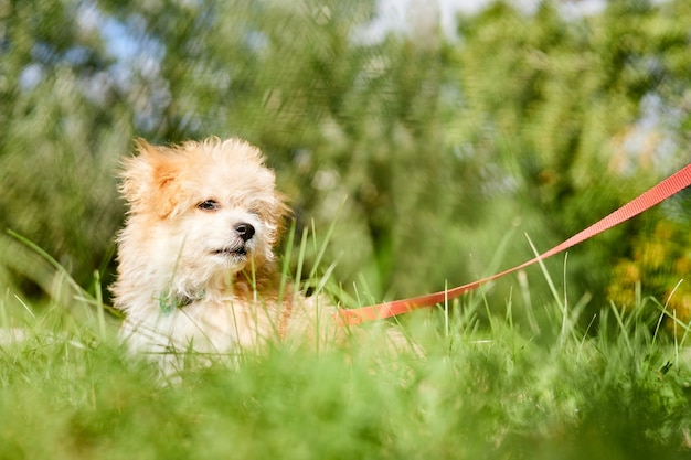 O cachorrinho Maltipoo está caminhando na grama verde