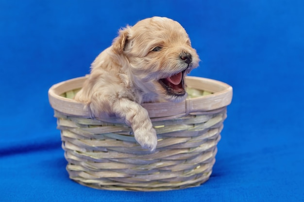 O cachorrinho maltipu está sentado em uma cesta de vime. sessão de fotos em um fundo azul.