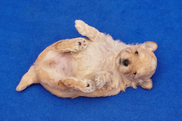 O cachorrinho Maltipu muito pequeno está deitado de costas. sessão de fotos em um fundo azul