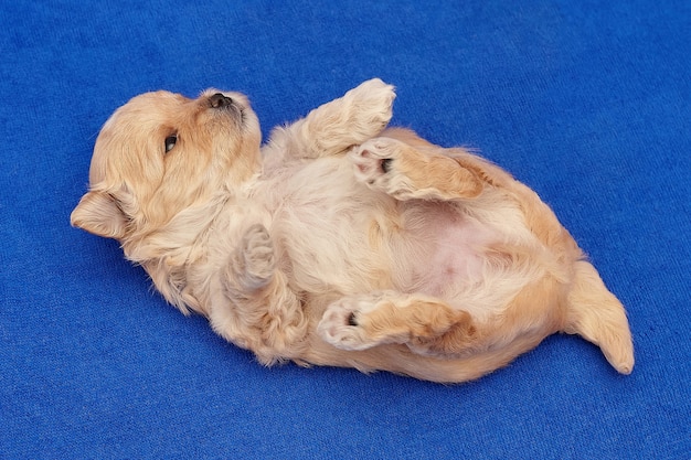 O cachorrinho maltipu muito pequeno está deitado de costas. sessão de fotos em um fundo azul.