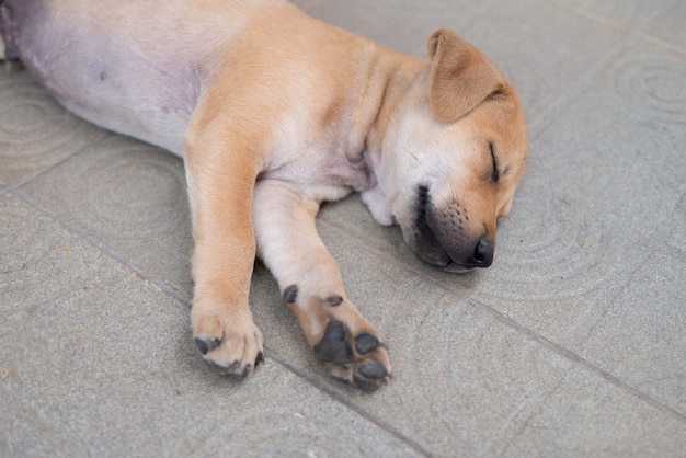 Foto o cachorrinho marrom adormece deitado no chão em um feriado de férias e conceito preguiçoso com espaço de cópia