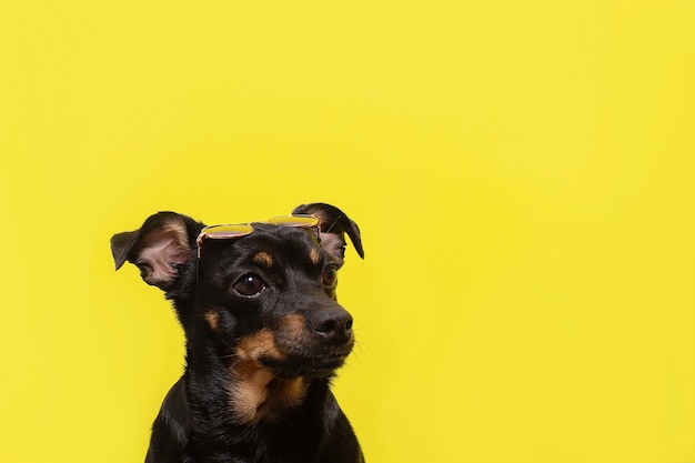 O cachorrinho preto em um fundo amarelo