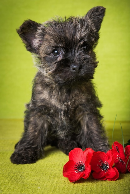 O cachorrinho rajado engraçado de Cairn Terrier está com flores de papoilas vermelhas no fundo verde da primavera