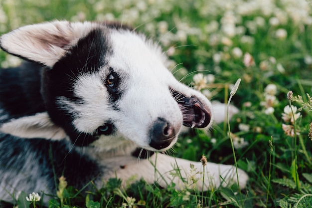 O cachorrinho ronco com olhos multi-coloridos faz correria no gramado com as flores brancas do trevo.