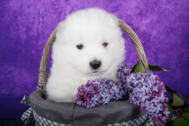 O cachorrinho samoiedo branco e fofo está sentado em fundo roxo com flores lilás na cesta