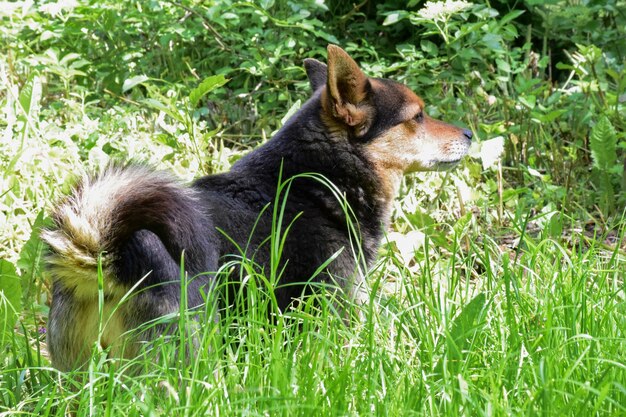 O cachorrinho se afasta e olha para a direita na grama alta e brilhante do parque. Fundo desfocado