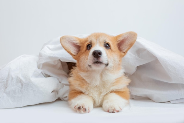 O cachorrinho Welsh corgi está no quarto na cama coberto com um cobertor em um lençol branco