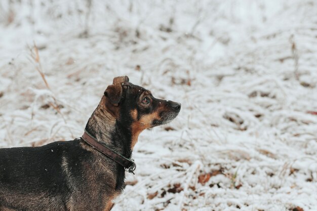 O cachorro anda na neve