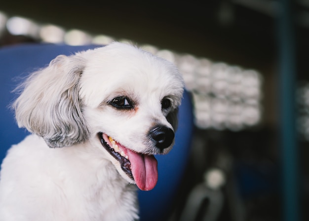 Foto o cachorro branco