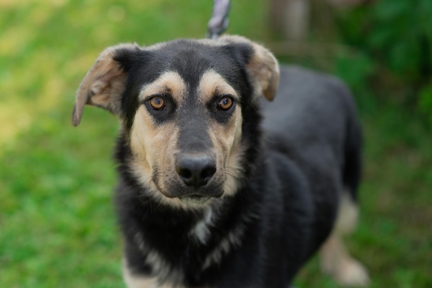 O cachorro caminha no verão em um parque público na coleira O conceito de animais de estimação e responsabilidade