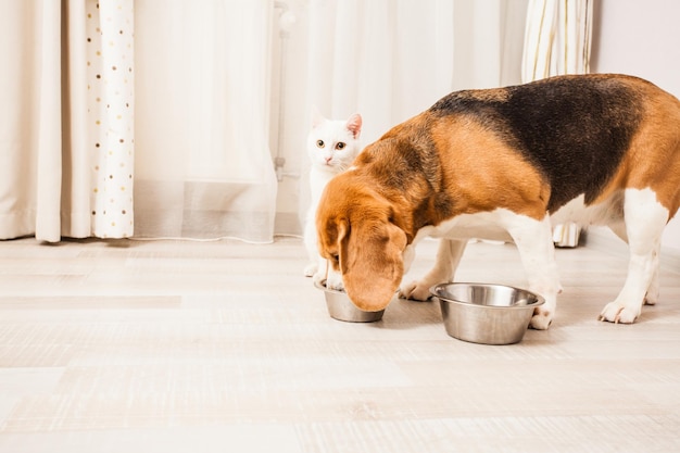 O cachorro começou a comer farinha de gato