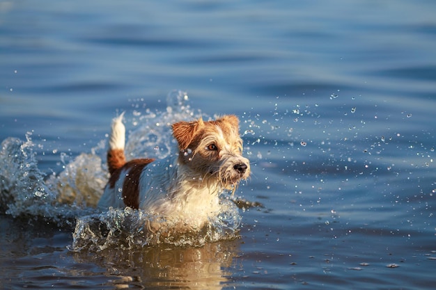 O cachorro corre na água Wirehaired molhado Jack Russell Terrier na praia Saltando o animal de estimação Pôr do sol