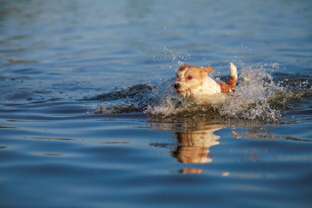 Foto o cachorro corre na água wirehaired molhado jack russell terrier na praia saltando o animal de estimação pôr do sol