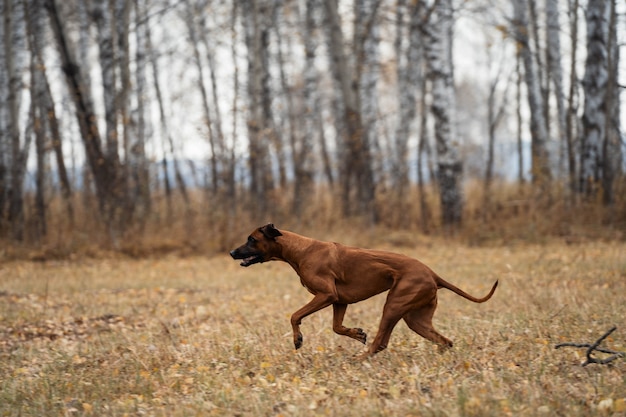 Foto o cachorro corre pela floresta de outono.
