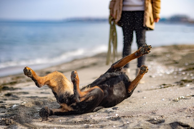 O cachorro dá cambalhotas na praia perto do mar e da amante