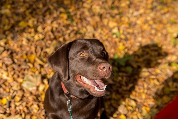 Foto o cachorro da raça labrador retriever cor de chocolate olha para o dono com amor sentado